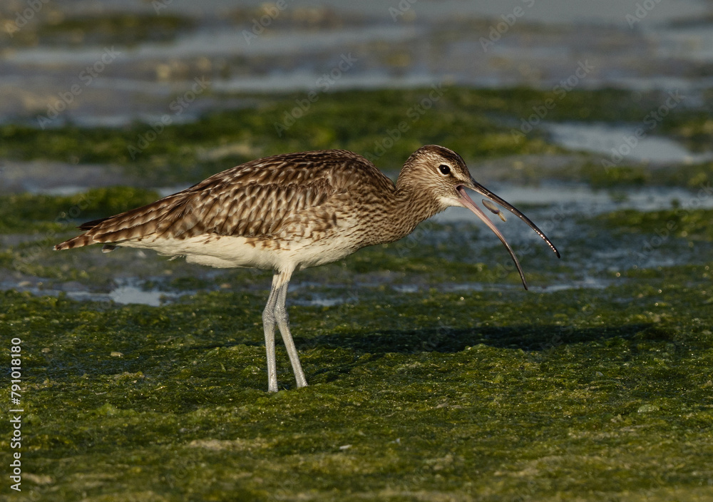Whimbrel feeding in the morning hours at mameer coast during low tide, Bahrain Whimbrel feeding in the morning hours at mameer coast during low tide, Bahrain