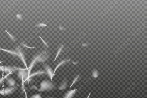 Background of flying realistic vector  goose or swan white feathers.Ecological feather filler for pillows, blankets or jackets.Vector concept design.