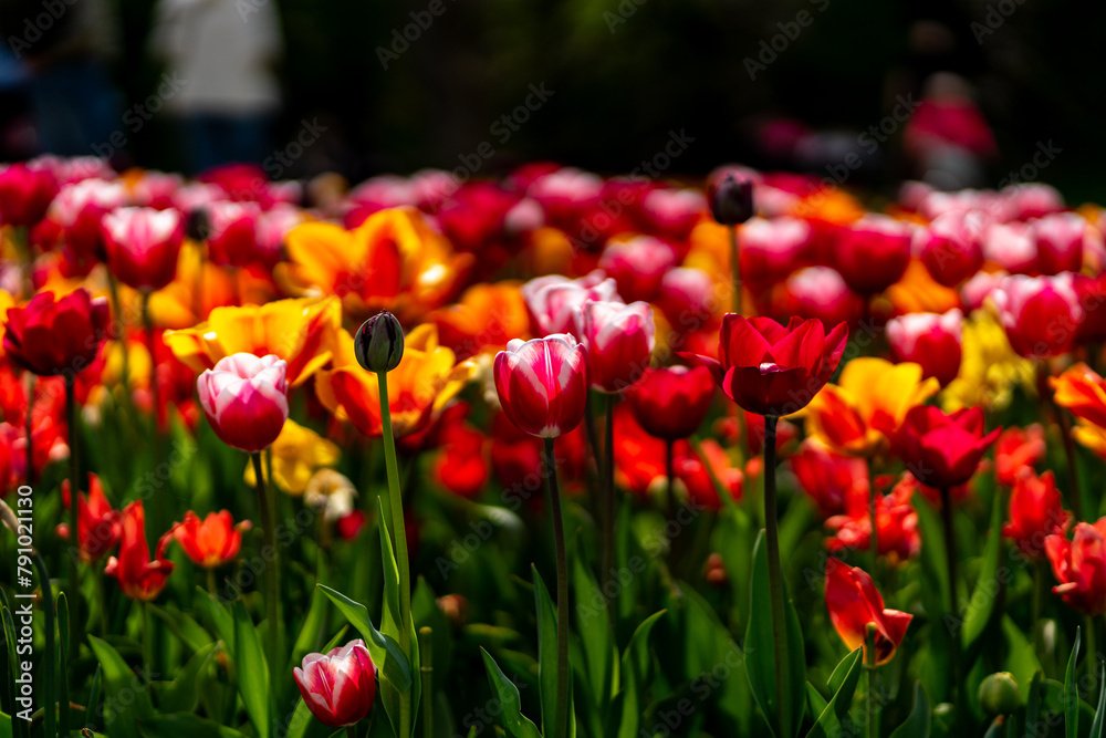 spring colorful tulips blooming in the citadel park in Poznan