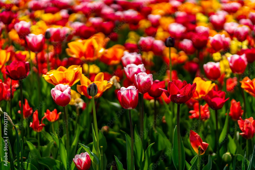spring colorful tulips blooming in the citadel park in Poznan spring colorful tulips blooming in the citadel park in Poznan