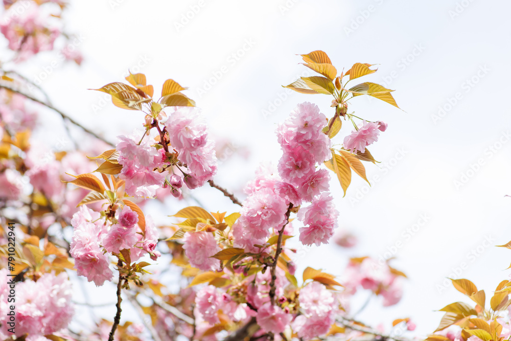 Obraz premium ピンクの八重桜の花