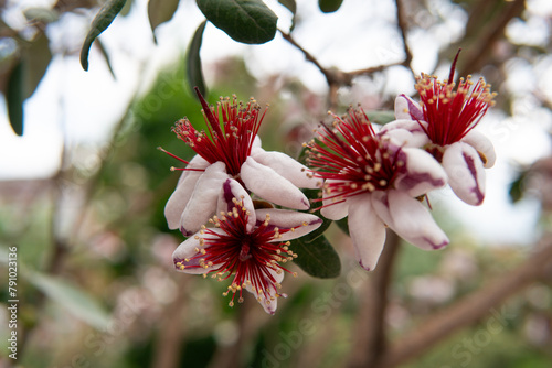wunderschöne Blüte der Ananasguave