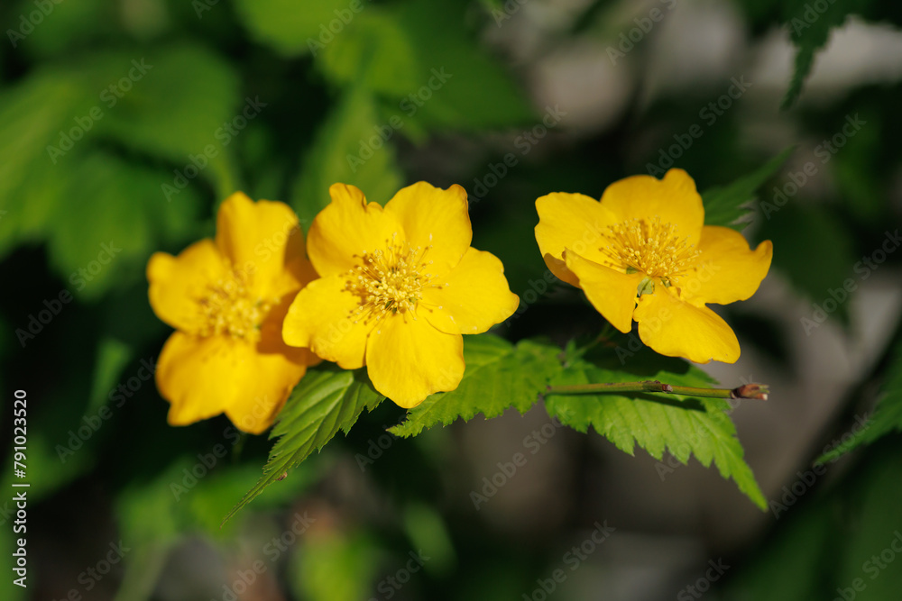 黄色いヤマブキの花 黄色いヤマブキの花