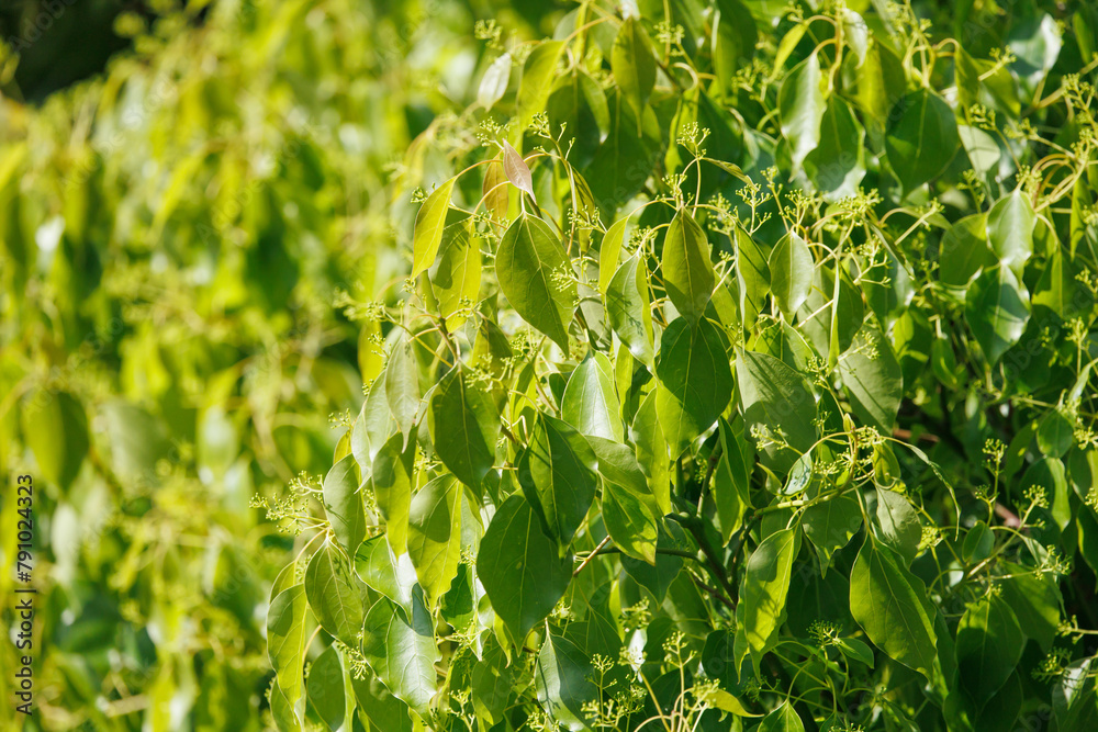 楠の葉（クスノキ）