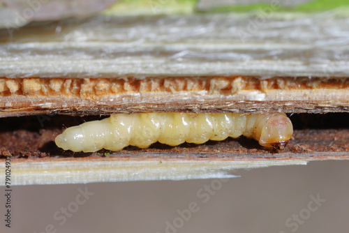 A beetle larva in a branch. Cerambycidae Long horn beetle larva and wood. photo