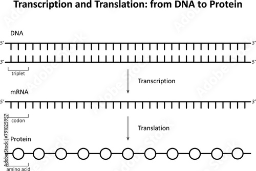 Transcription and Translation: from DNA to Protein photo