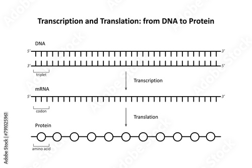 Transcription and Translation: from DNA to Protein