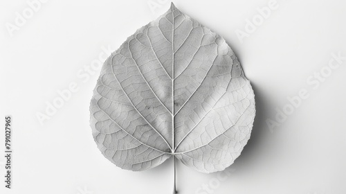  A monochrome image of a single leaf against a white backdrop, featuring a droplet at its base