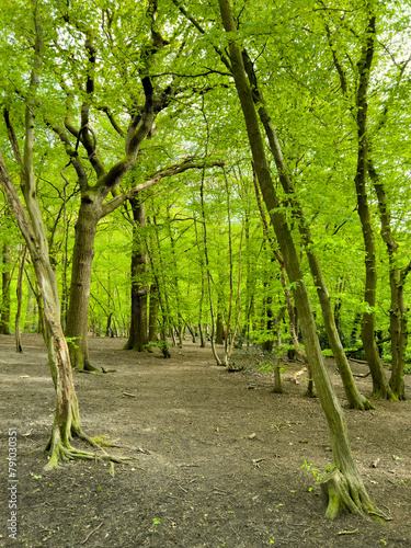 Spring in a hornbeam wood, London, UK
