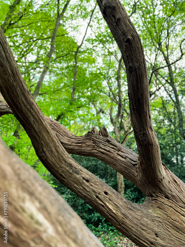 Petrified Hornbeam tree, London, UK