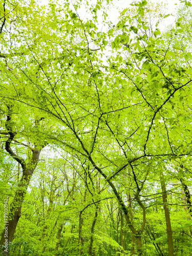 Spring in a hornbeam wood, London, UK