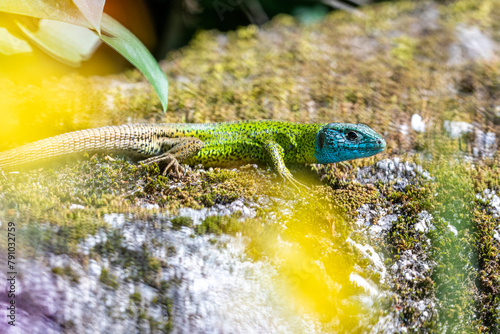 Male Black-green lizard (Lacerta schreiberi) in its environment. Colorful reptil. Lizard with blue head and green body.  Lagarto verdinegro. 