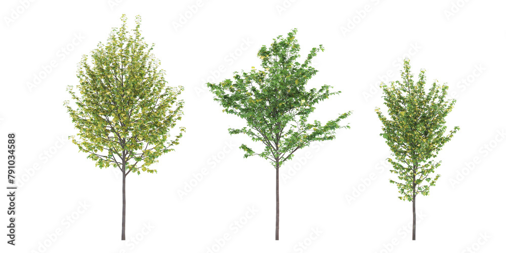 Cutout jungle green trees on transparent backgrounds png	
