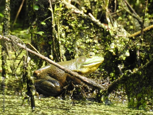 American bullfrog living within the wetland marsh of the Bombay Hook National Wildlife Refuge, Kent County, Delaware.