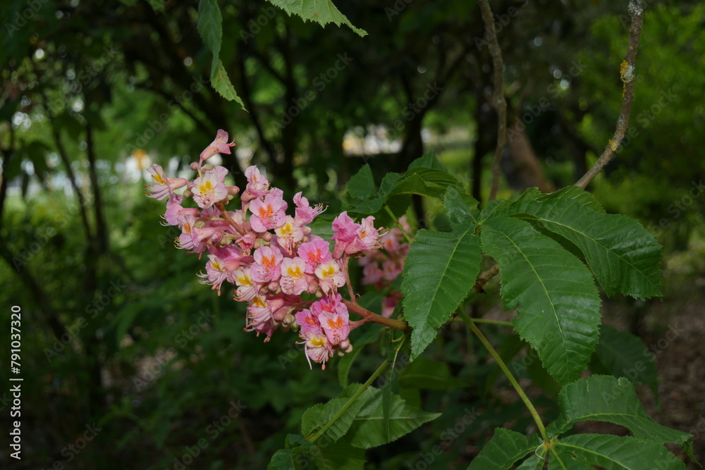 Fleurs et feuilles de Marronier rose (Aesculus x carnea) Fleurs et feuilles de Marronier rose (Aesculus x carnea)