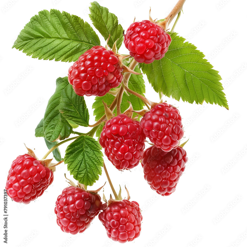 Raspberries (transparent) Raspberries (transparent)