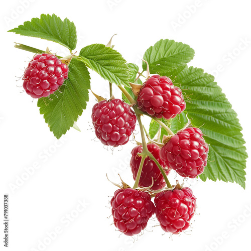 Raspberries (transparent)