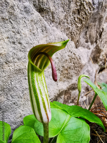 Blüte des Gemeinen Kappen-Aron / Krummstab