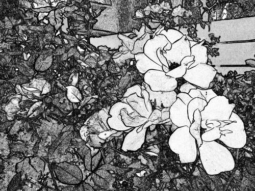 Yellow Flowers as black and white line art