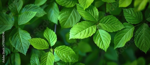 Green leaves in a summer garden, serving as a natural backdrop representing spring, ecology, and greenery.