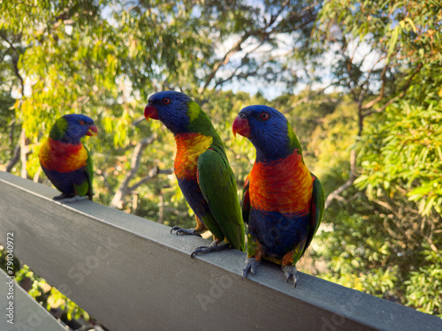 Rainbow Lorikeet Parrot. Birds of Australia (ID: 791040972)