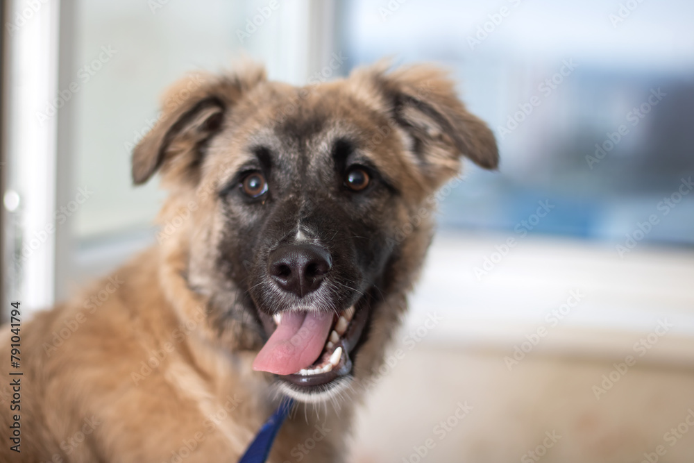 German shepherd dog with tongue out looking at camera