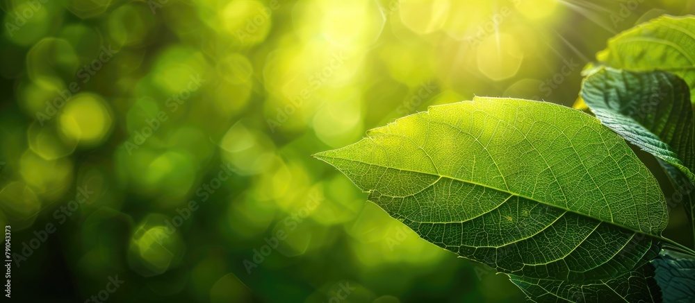 Fototapeta premium A green leaf is pictured against a blurred green backdrop, showcasing its beautiful texture under sunlight. The background features a natural landscape of green plants, emphasizing ecology.