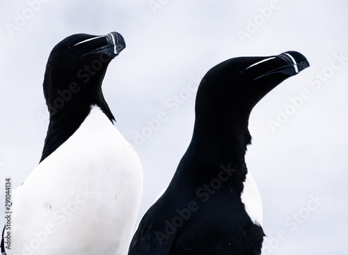 razorbill birds  photo