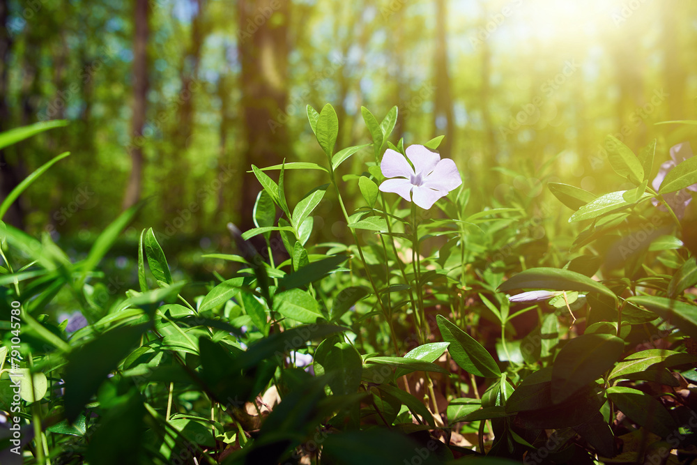 Flower of periwinkle against the backdrop of a sun-drenched forest. Flower of periwinkle against the backdrop of a sun-drenched forest.