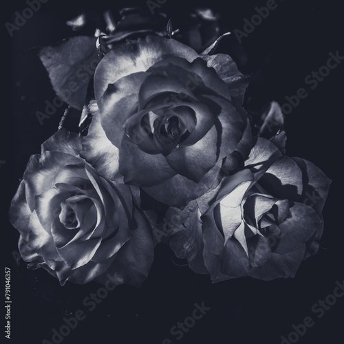 3 black and white roses background isolated