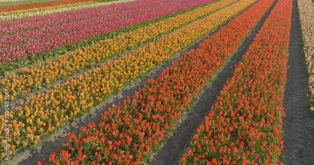 Aerial: Drone Panning Shot Of Multi Colored View Of Tulip Agricultural Field On Sunny Day - North Holland, Netherlands