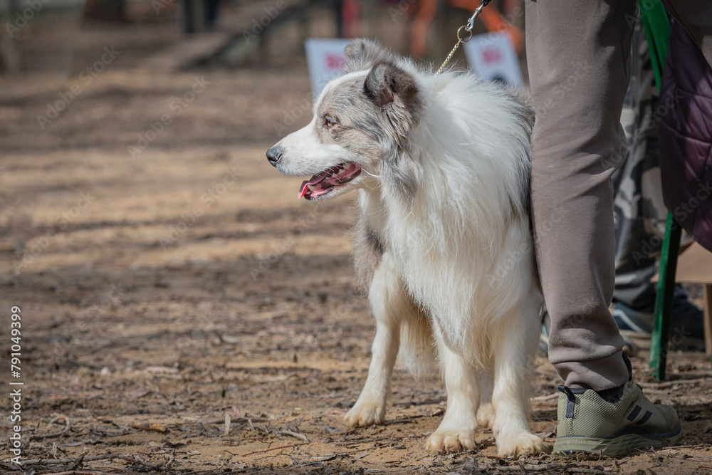 Border collie dog posing at a dog show Border collie dog posing at a dog show