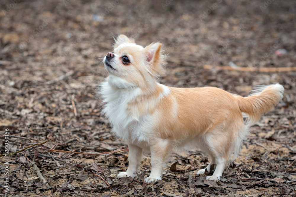 A light-colored chihuahua walks along the sand and poses. A miniature fluffy pocket purebred dog. An exhibition of small breed dogs. A light-colored chihuahua walks along the sand and poses. A miniature fluffy pocket purebred dog. An exhibition of small breed dogs.