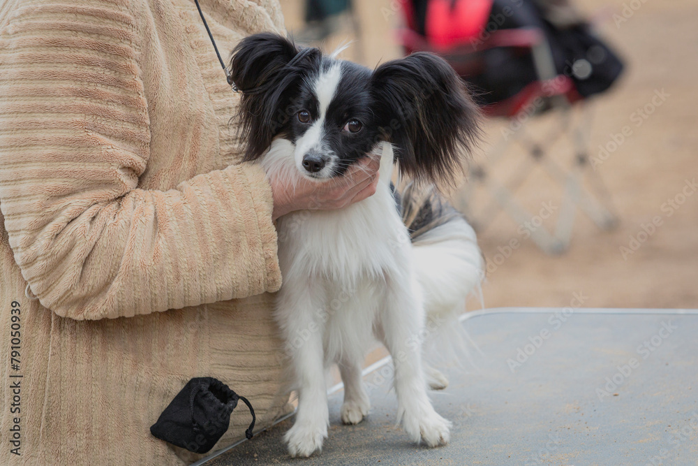 Handler holds a papillon on the table to demonstrate it to the judges at the dog show.