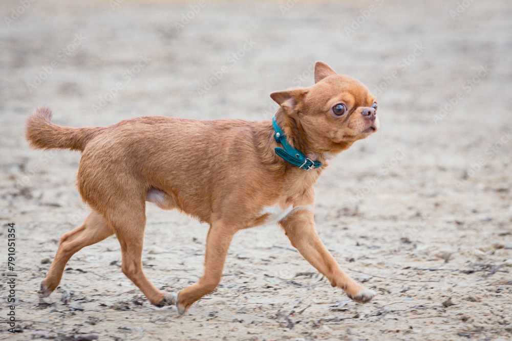 A Chihuahua dog walks on the sand and poses. A miniature fluffy pocket purebred dog. An exhibition of small breed dogs. A Chihuahua dog walks on the sand and poses. A miniature fluffy pocket purebred dog. An exhibition of small breed dogs.