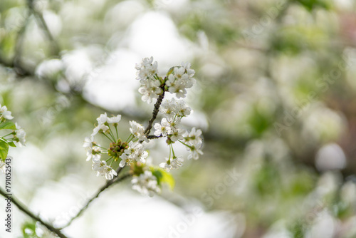 dreamy pastel cherry blossom blooming tree in the spring in citadel park in Poznan Poland