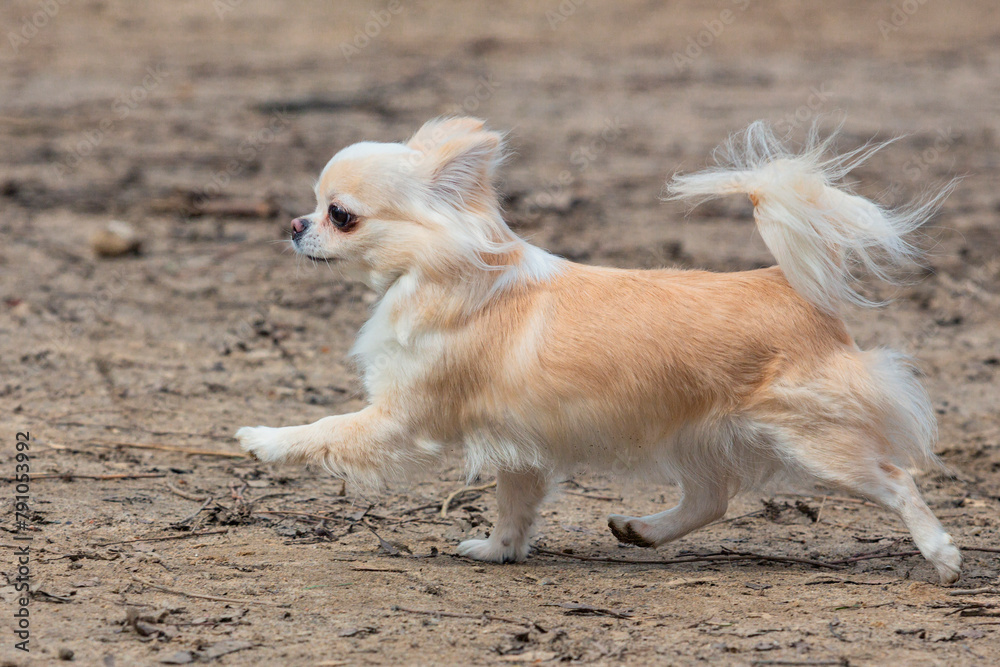 A light-colored chihuahua walks along the sand and poses. A miniature fluffy pocket purebred dog. An exhibition of small breed dogs.