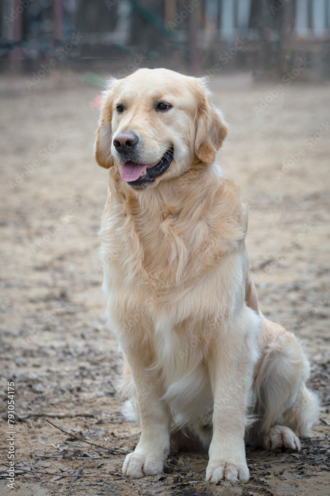 A beautiful golden Labrador Retriever sits and smiles at the camera..