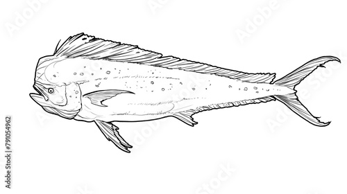 Mahi mahi Old or dolphin fish isolated on white. Realistic illustration of mahi mahi or dolphin fish isolated on white background. Side view Sketch.