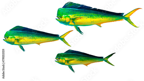 Mahi mahi Old Set or dolphin fish isolated on white. Realistic illustration of mahi mahi or dolphin fish isolated on white background. Side view.