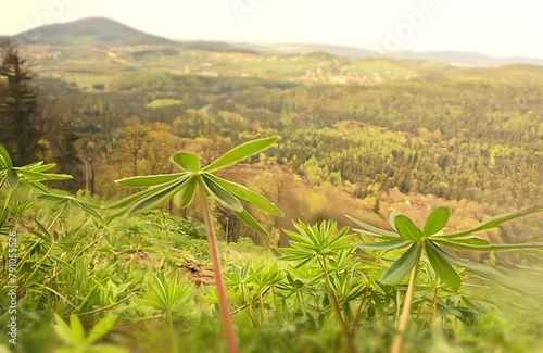 Góry wiosną, górska roślinność © Jolanta