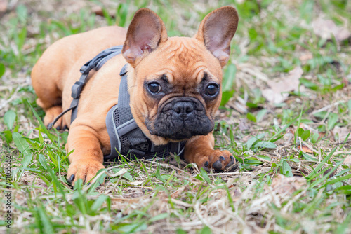 A French bulldog puppy is lying on the ground.