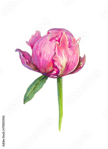 pink peony isolated on white