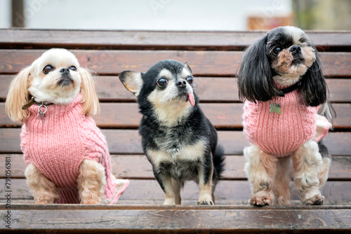 Small Chihuahua and Shih tzu dogs are sitting on a park bench...
