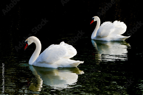 White swans couple swimming on dark water surface of lake