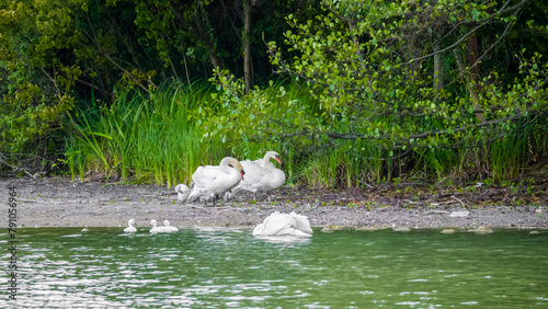 Two conflicting swans families with goslings by the shore of lake