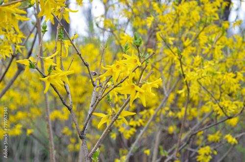 Forsythia europaea (intermedia, viridissima) yellow flowers (bloom, blossom) on a branches (bush) closeup photo