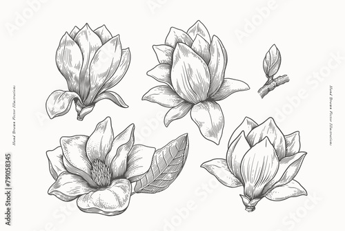 Set of flowers magnolia in engraving style. Botanical illustration. Beautiful ornamental plant, vector illustration.
