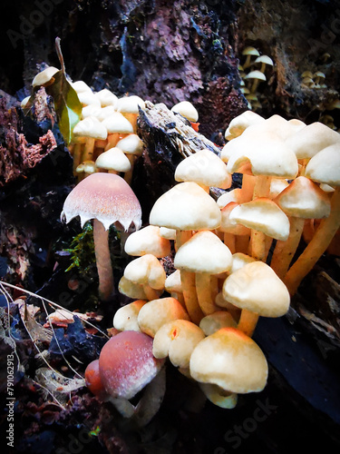 set of yellow woody mushrooms in forest