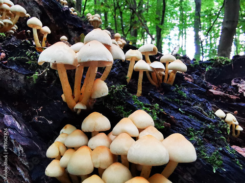set of yellow woody mushrooms in forest